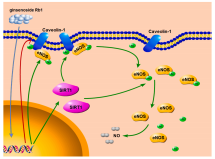 人參皂苷 Rb1通過(guò)調(diào)控 SIRT1/caveolin-1/eNOS 信號(hào)通路來(lái)預(yù)防年齡相關(guān)的血管內(nèi)皮細(xì)胞衰老